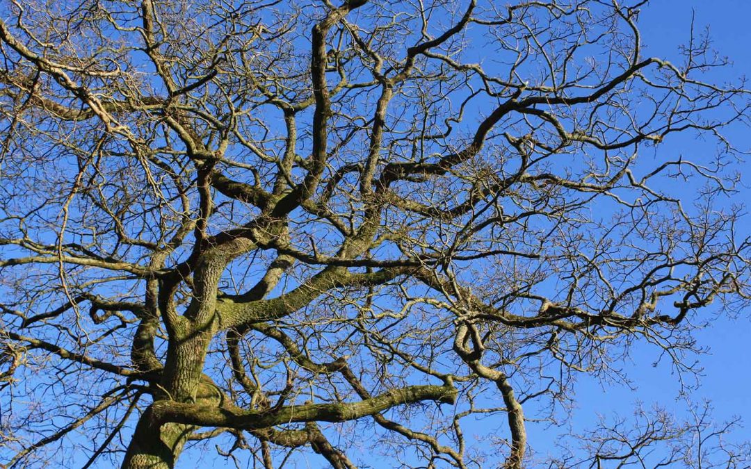 Living with Trees (crowdfunder)