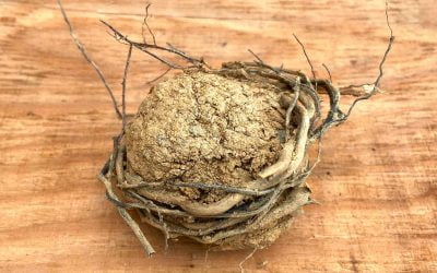 Victoria Burton-Davey